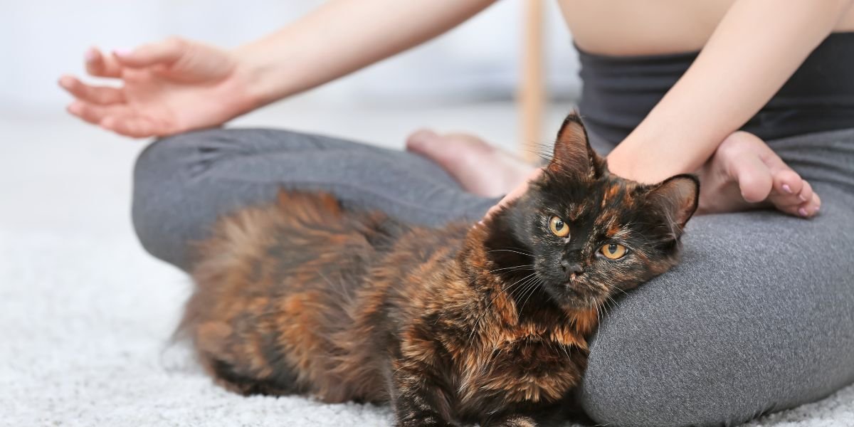 yoga pose with cat