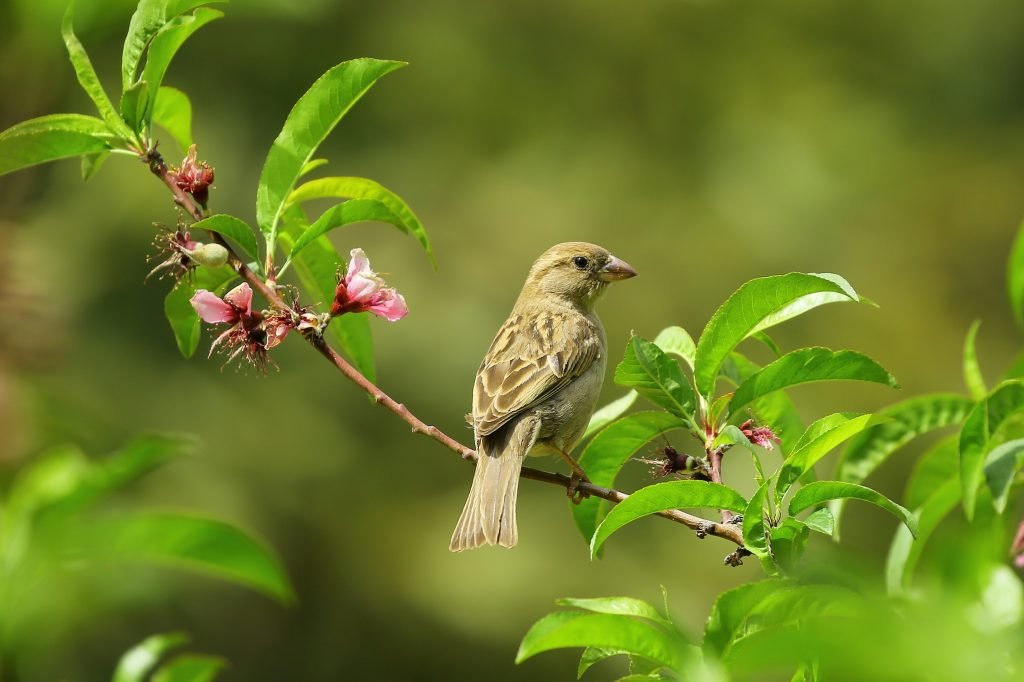 bird on a tree