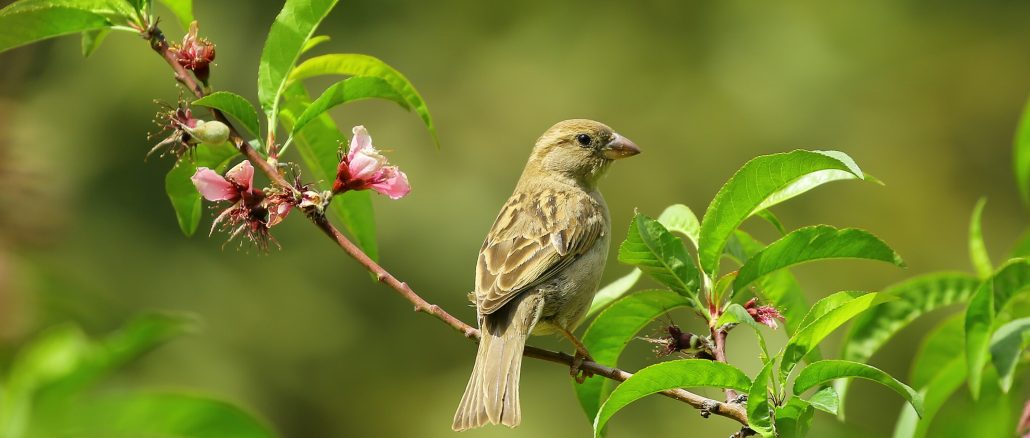 bird on a tree