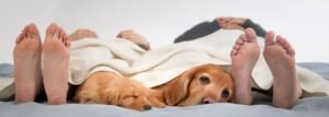 Two people and two golden retrievers resting under a cozy beige blanket, with only their feet and the dogs’ faces visible.